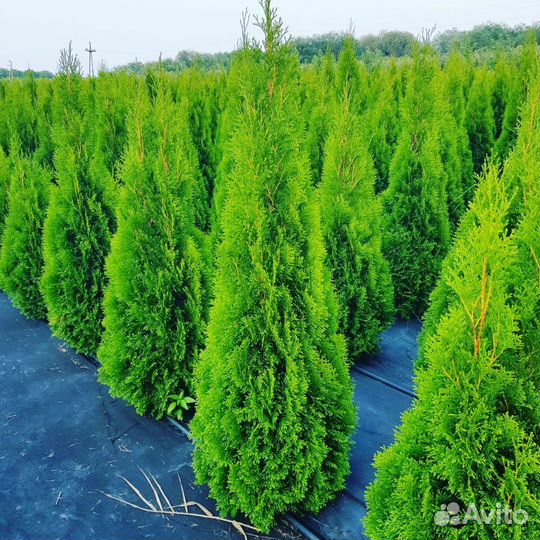 Саженцы туи