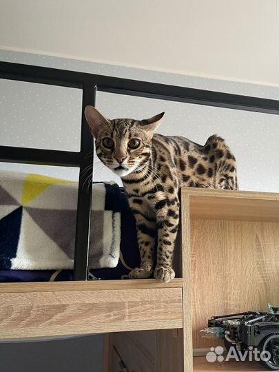 Вязка кот алк ф1 бенгал