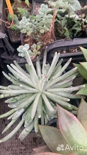 Теплица с суккулентами