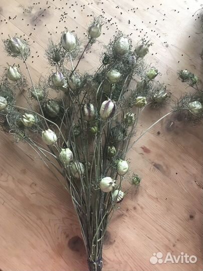 Нигелла (сухоцветы для флористики)