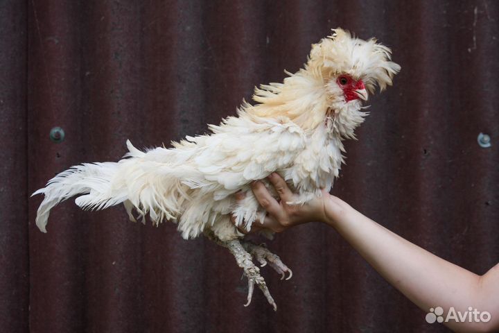 Падуаны и индоутка