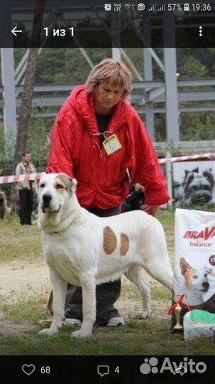 Ветеринарные услуги купировка