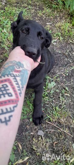 Щенки немецкой овчарки черные