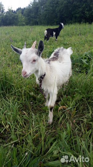 Козлята