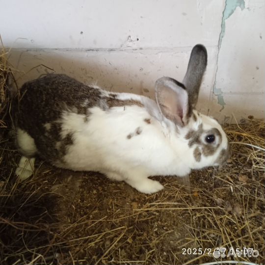 Кролики мясных пород