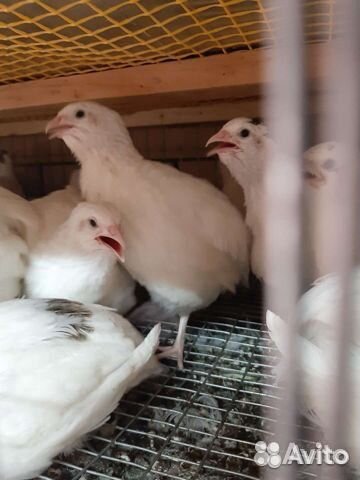 Перепелиный помет бесплатно