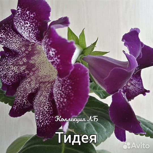 Глоксиния тидея