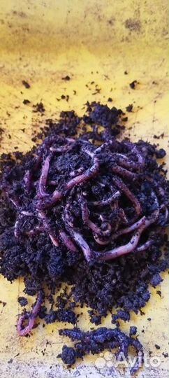 Черви для рыбалки, опарыш