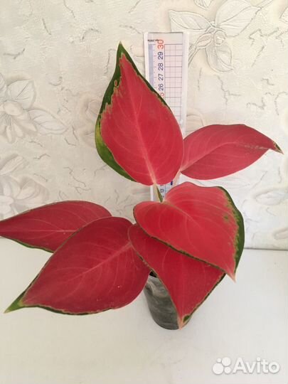 Аглаонемы ред тайские