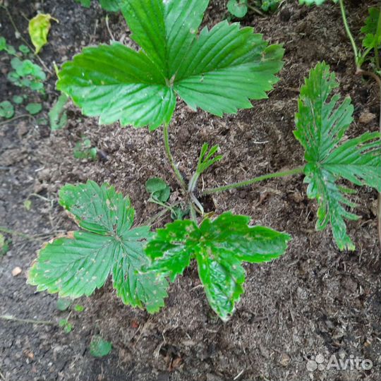 Земляника Вайт Соул