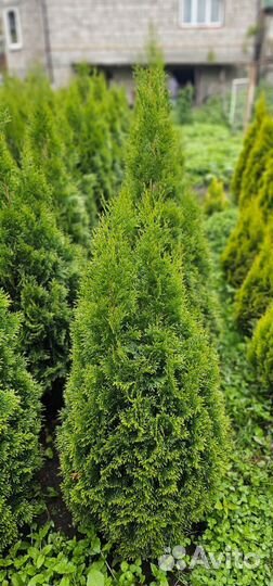 Туи смарагд