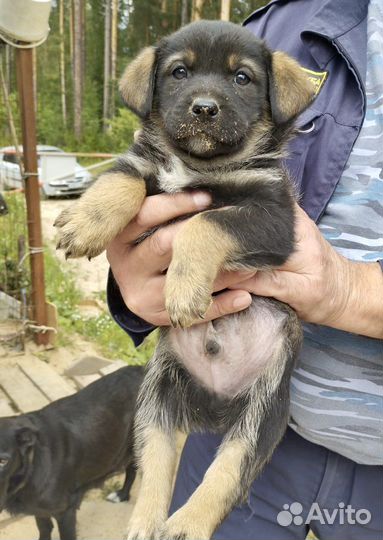 Щенок в добрые руки