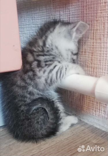 Котята Вискас в добрые ручки