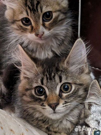 Храбрый малыш в добрые руки