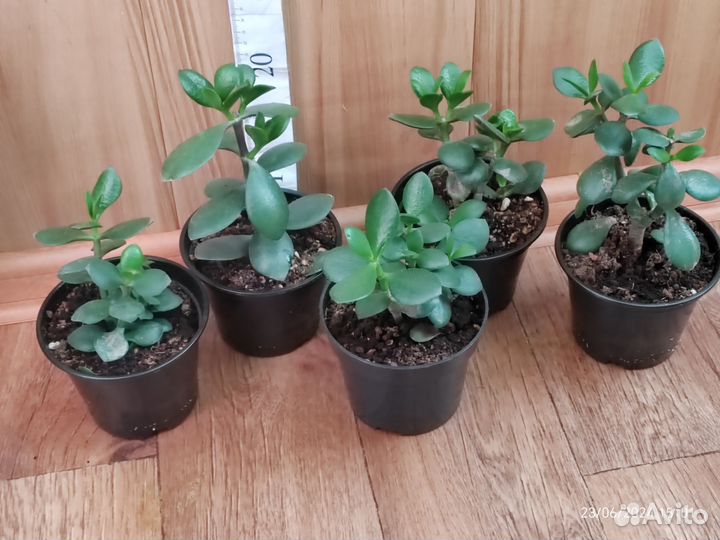 Крассула овата