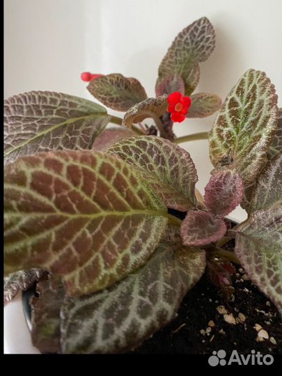 Эписции-домашние цветы