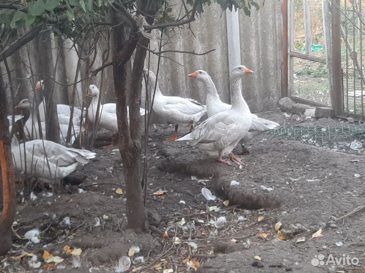 Псковские лысые гуси