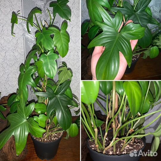 Комнатные растения