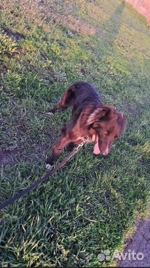 Пёс Черныш ищет дом