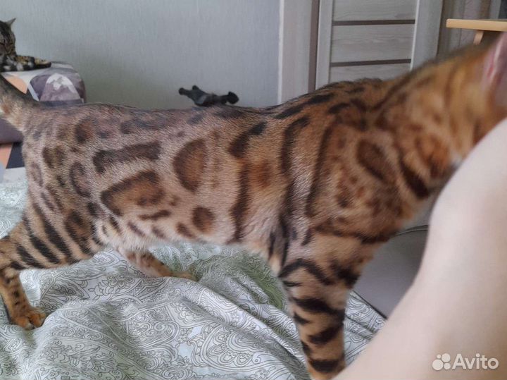 Бенгальская