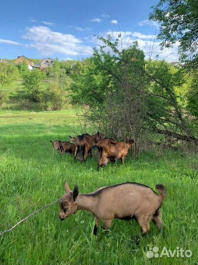 Чешские козочки и козлики