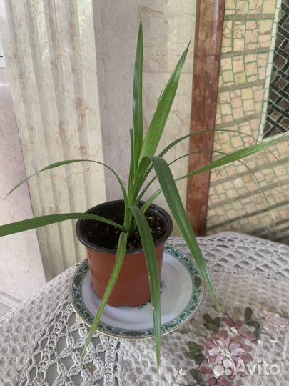 Панданус (винтовая пальма)