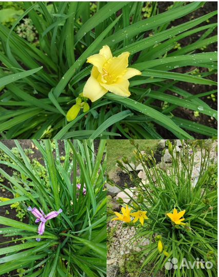 Многолетние цветы