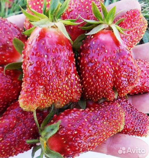 Растения для сада