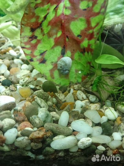 Теодоксус улитка