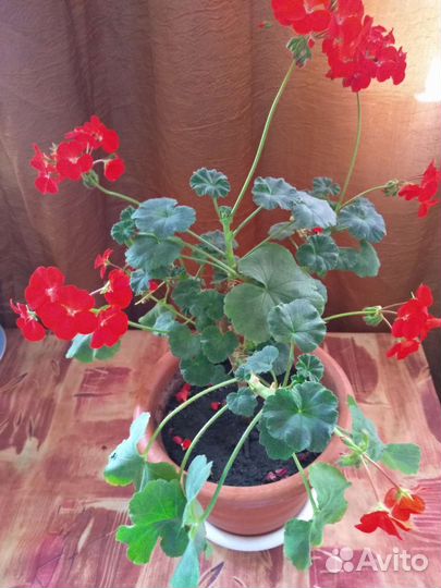 Пеларгония герань