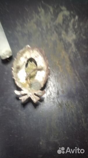 Какарда империя