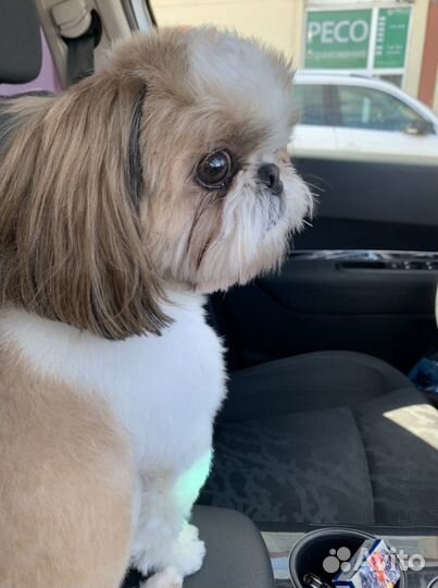 Ши-тцу вязка