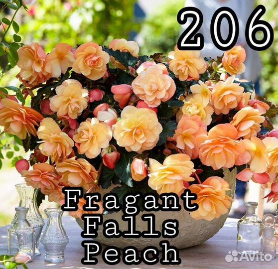 Бегония элатиор