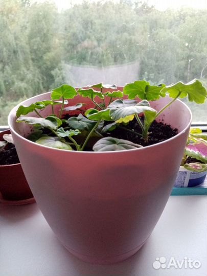 Пеларгония (герань)