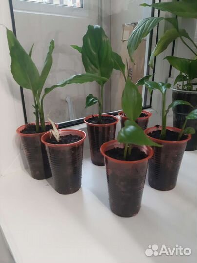 Комнатное растение Спатифиллум