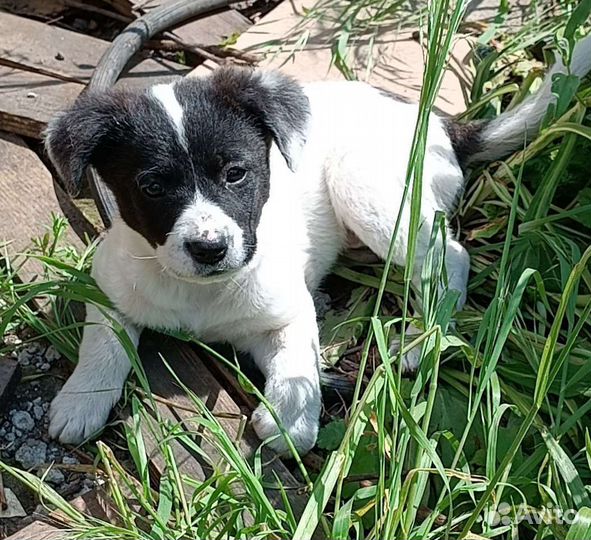 Щенки бесплатно