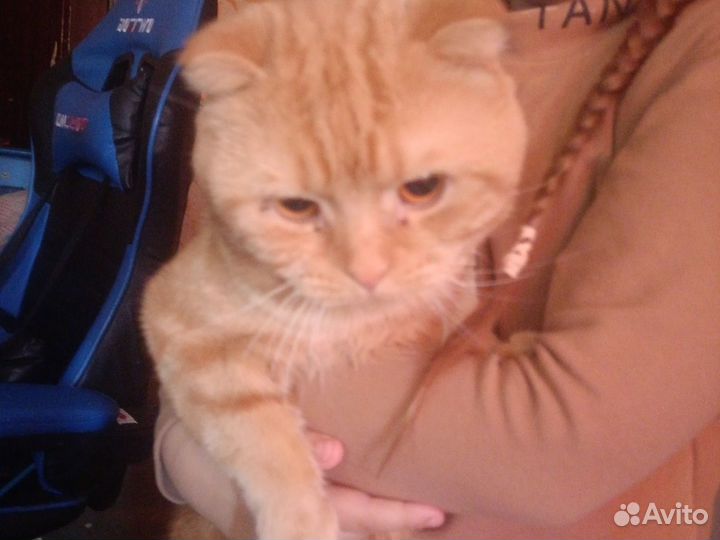 Вислоухий кот