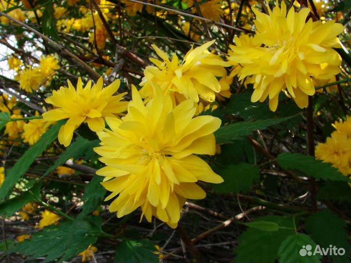 Керия и др саженцы