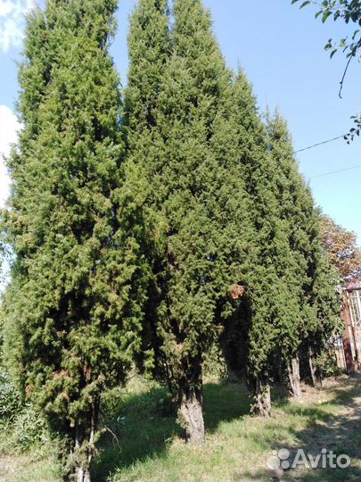 Можевельник