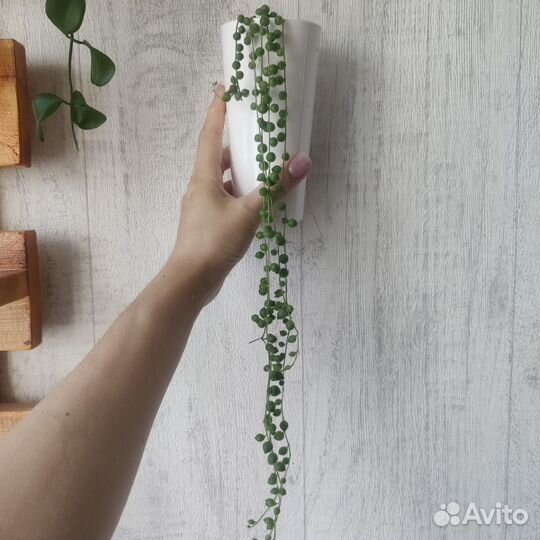 Много разных цветов