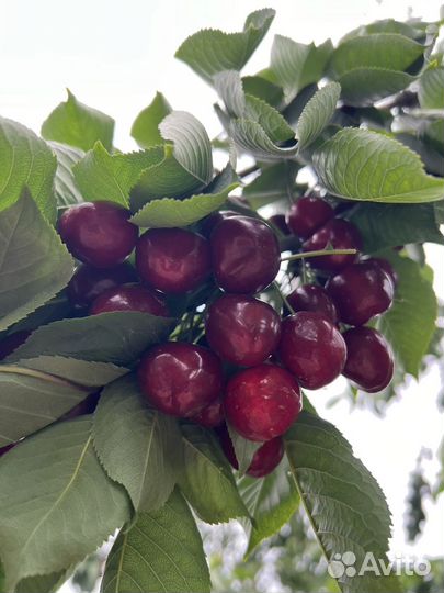 Черешня оптом