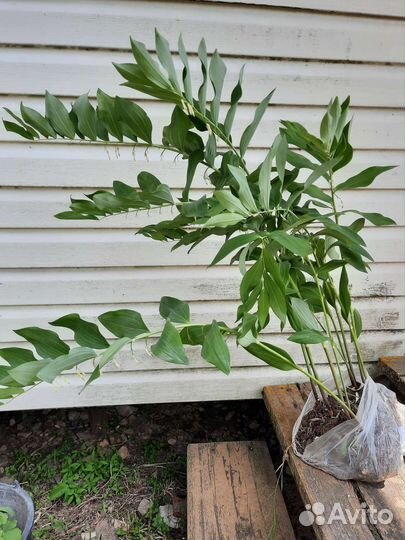 Растения для дачи, сада