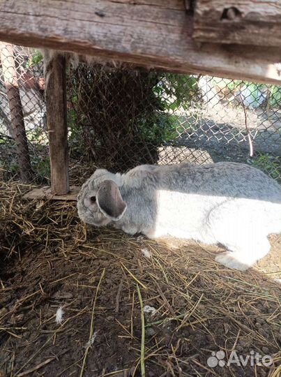 Кролики породы фландр