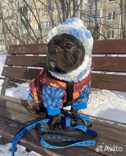 Шапочки для собак