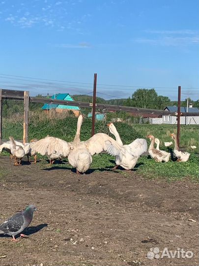 Холмогорские гуси