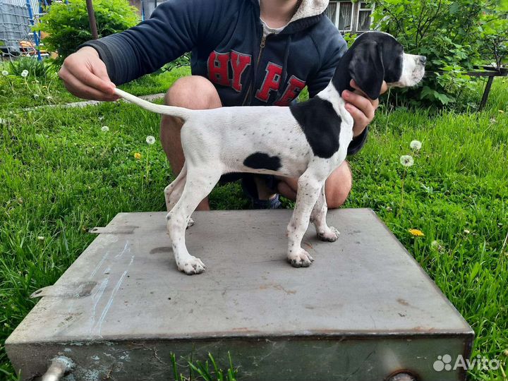 Щенки английского пойнтера 2 месяца документы РКФ