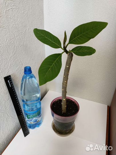 Плюмерия (Франжипани)