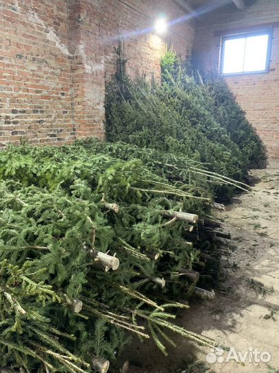 Пихта оптом