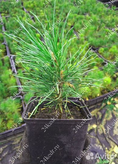 Саженцы сибирского кедра