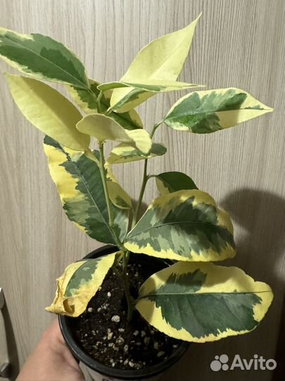 Цитрон вариегатный